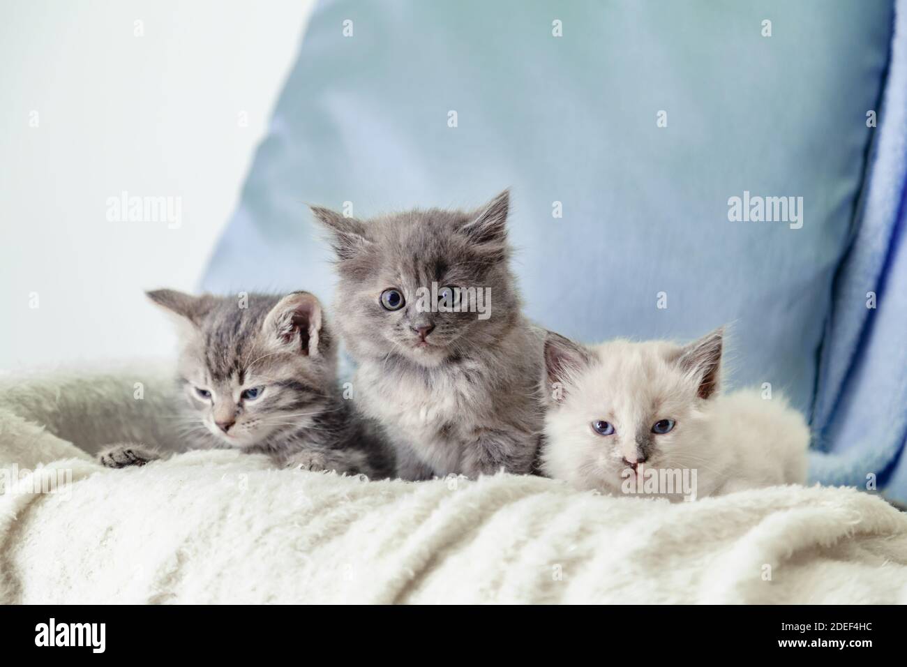 3 gatitos esponjosos y hermosos yacen sobre una manta blanca sobre un fondo azul. Muchos gatitos. Gris blanco y tabby gatito. Diferentes gatos mascotas yacen en el sofá Foto de stock