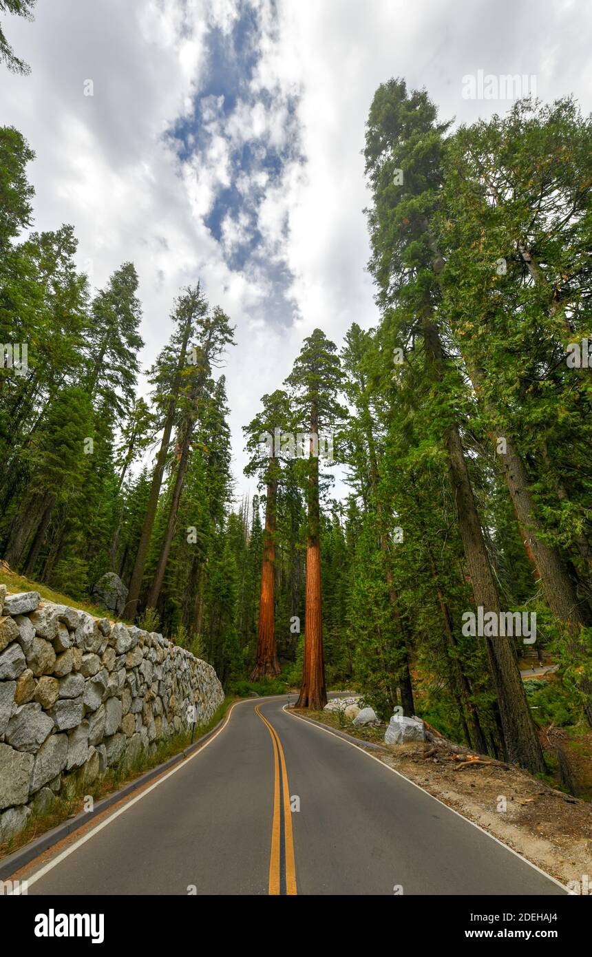 Secuoyas gigantes en Mariposa Grove, Parque Nacional Yosemite, California, Estados Unidos Foto de stock
