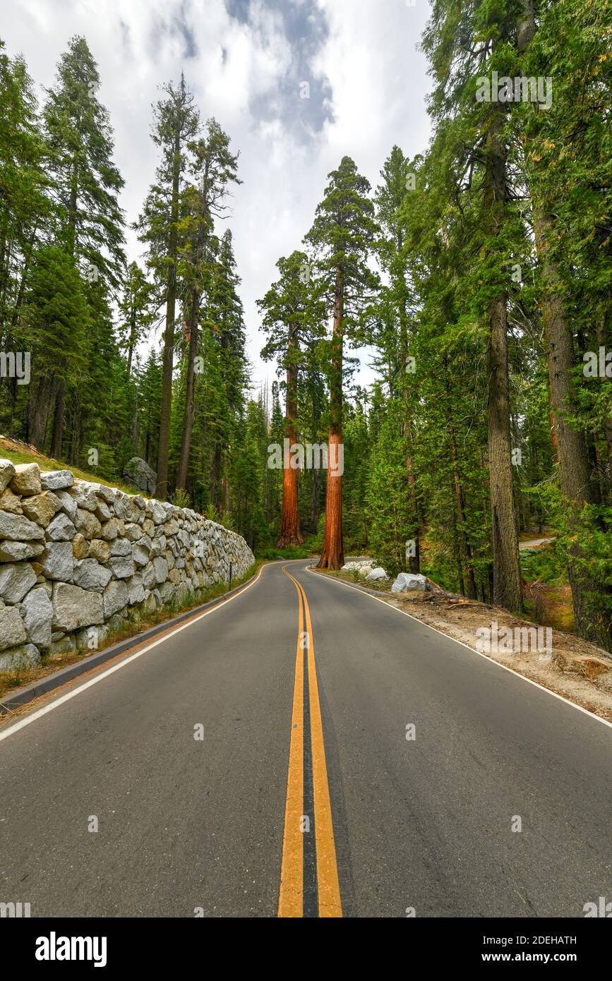 Secuoyas gigantes en Mariposa Grove, Parque Nacional Yosemite, California, Estados Unidos Foto de stock