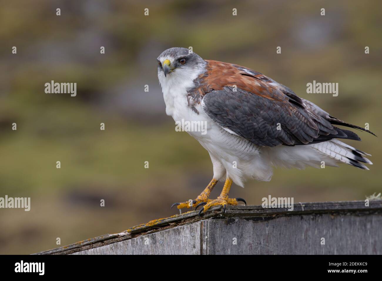 Variable hawk, isla Saunders, Malvinas, enero de 2018 Foto de stock