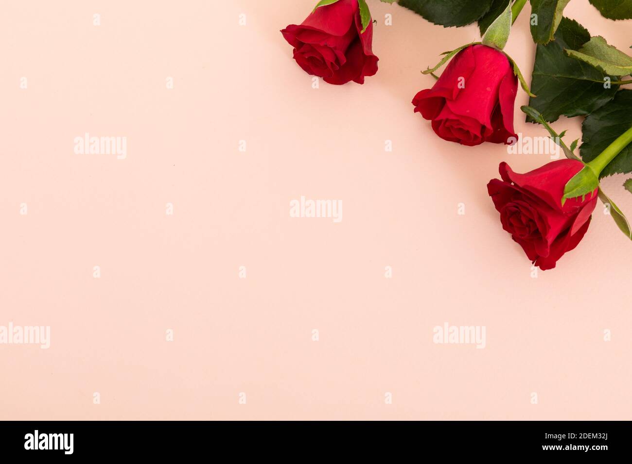 Tres rosas rojas en la esquina superior derecha sobre fondo rosa Fotografía  de stock - Alamy