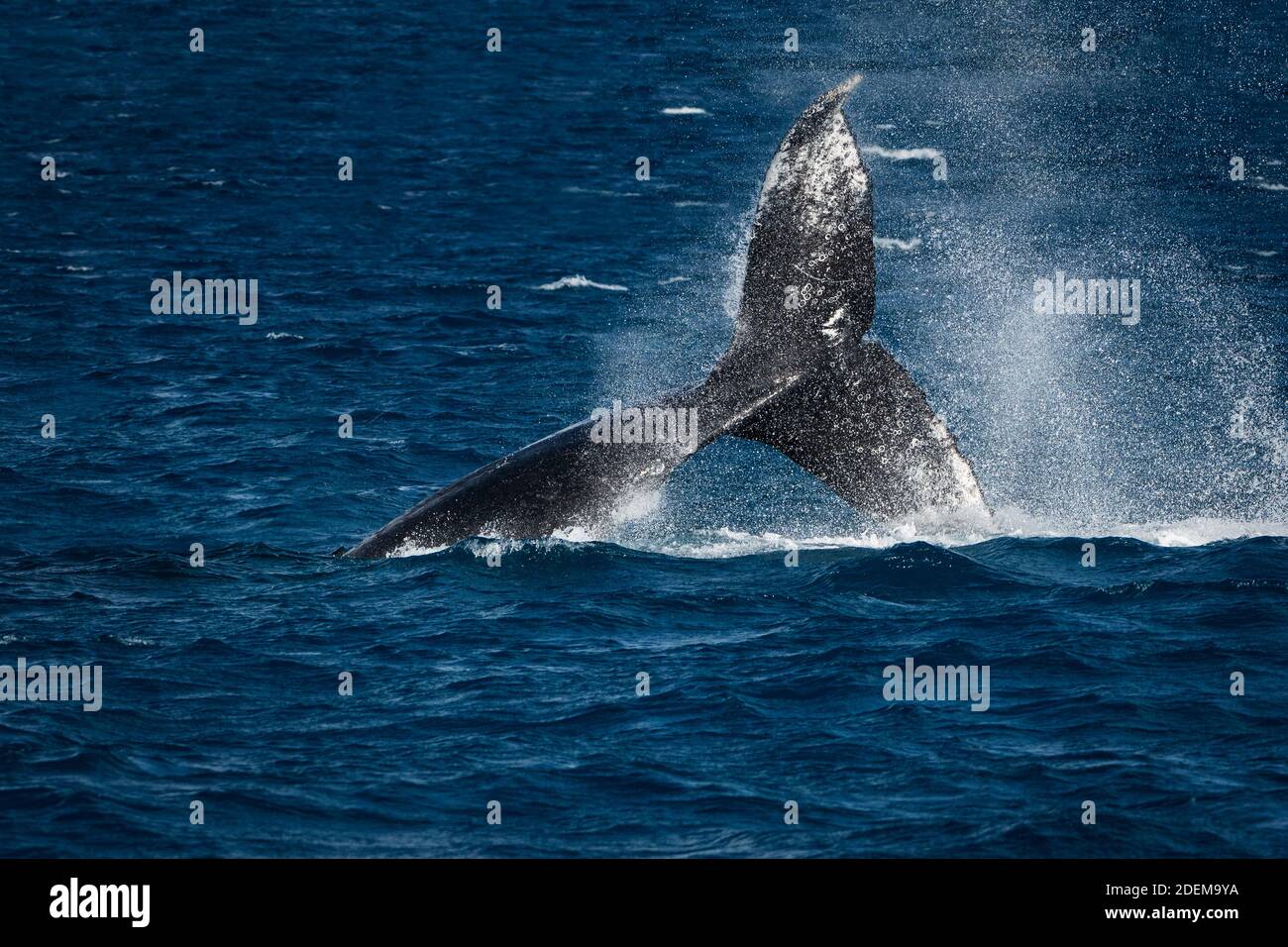 gigante fluke de una ballena jorobada buceo. Foto de stock