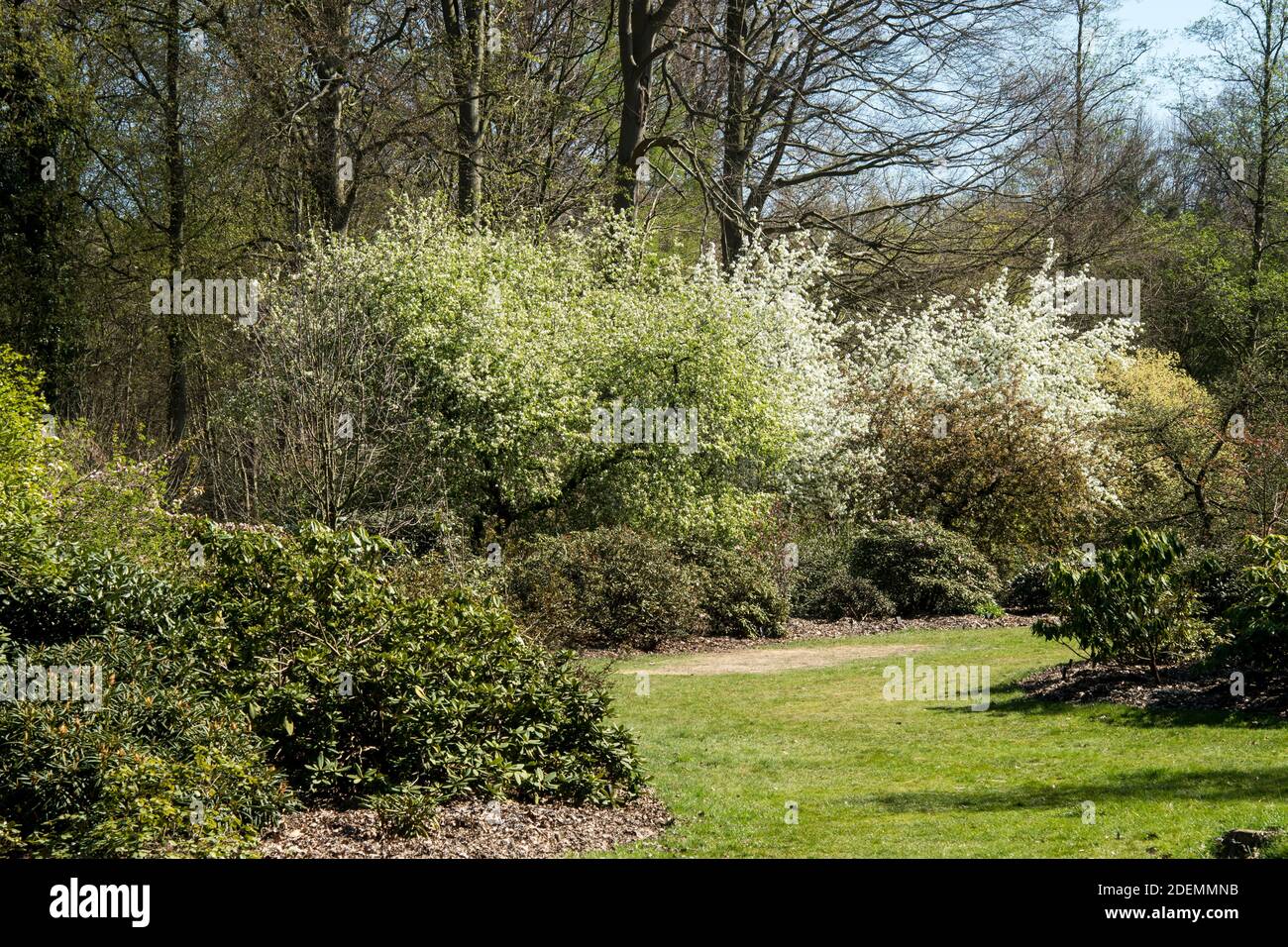 Arbustos en flor en primavera Foto de stock