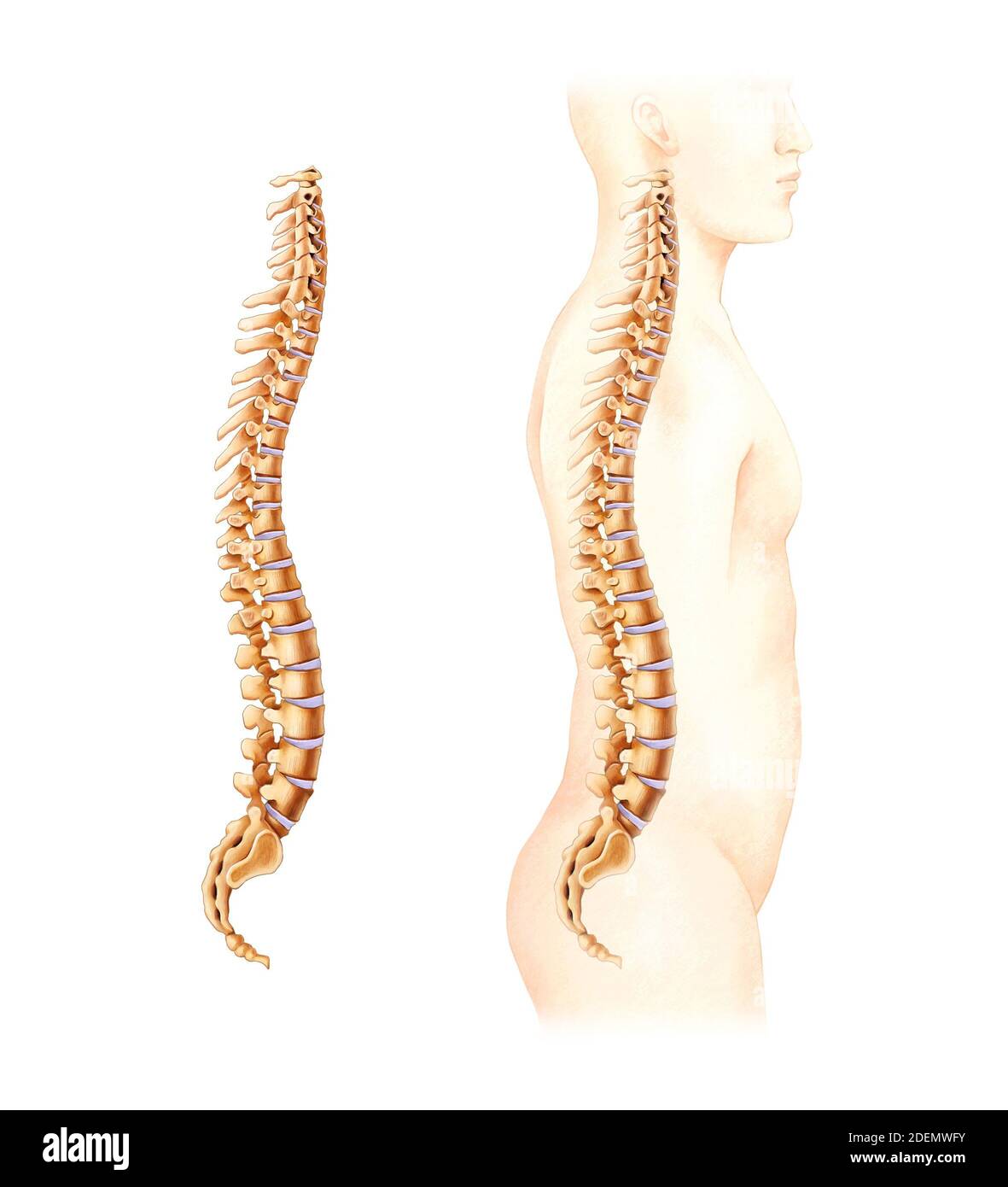 anatomía del disco espinal y lumbar Foto de stock