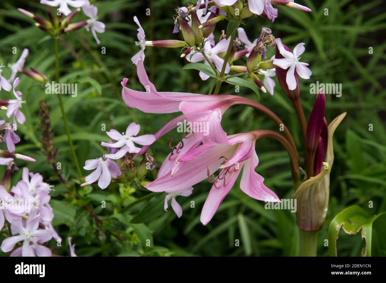 Crinum x powelii y Saponaria officinalis Foto de stock