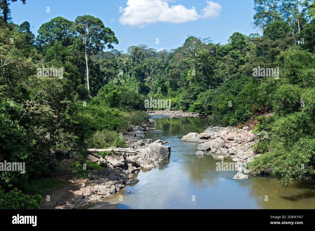 Río Danum que fluye a través de la selva baja de dipterocarpo, Área de Conservación del Valle de Danum, Sabah, Borneo, Malasia Foto de stock