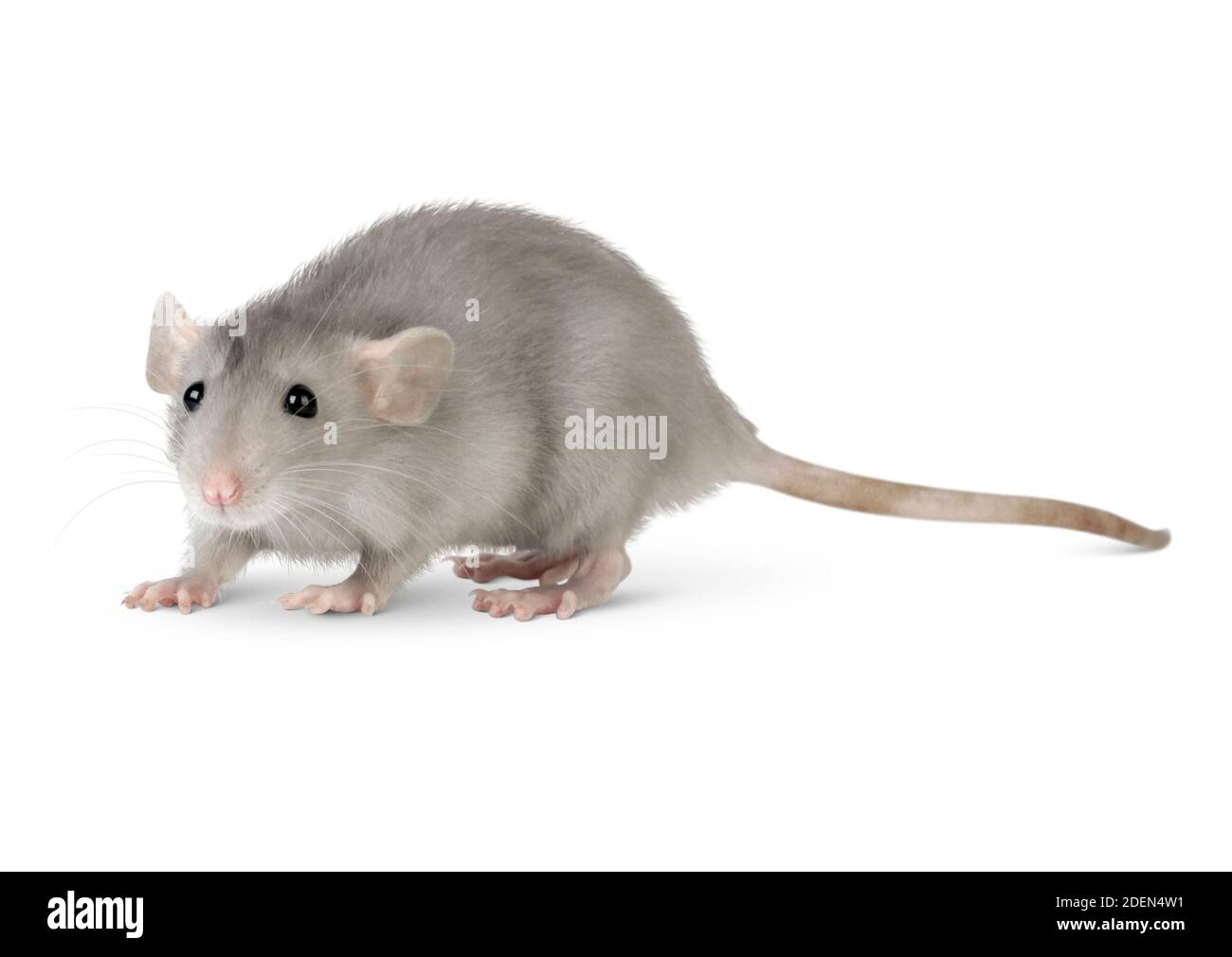 rata gris-criada aislada sobre blanco Foto de stock