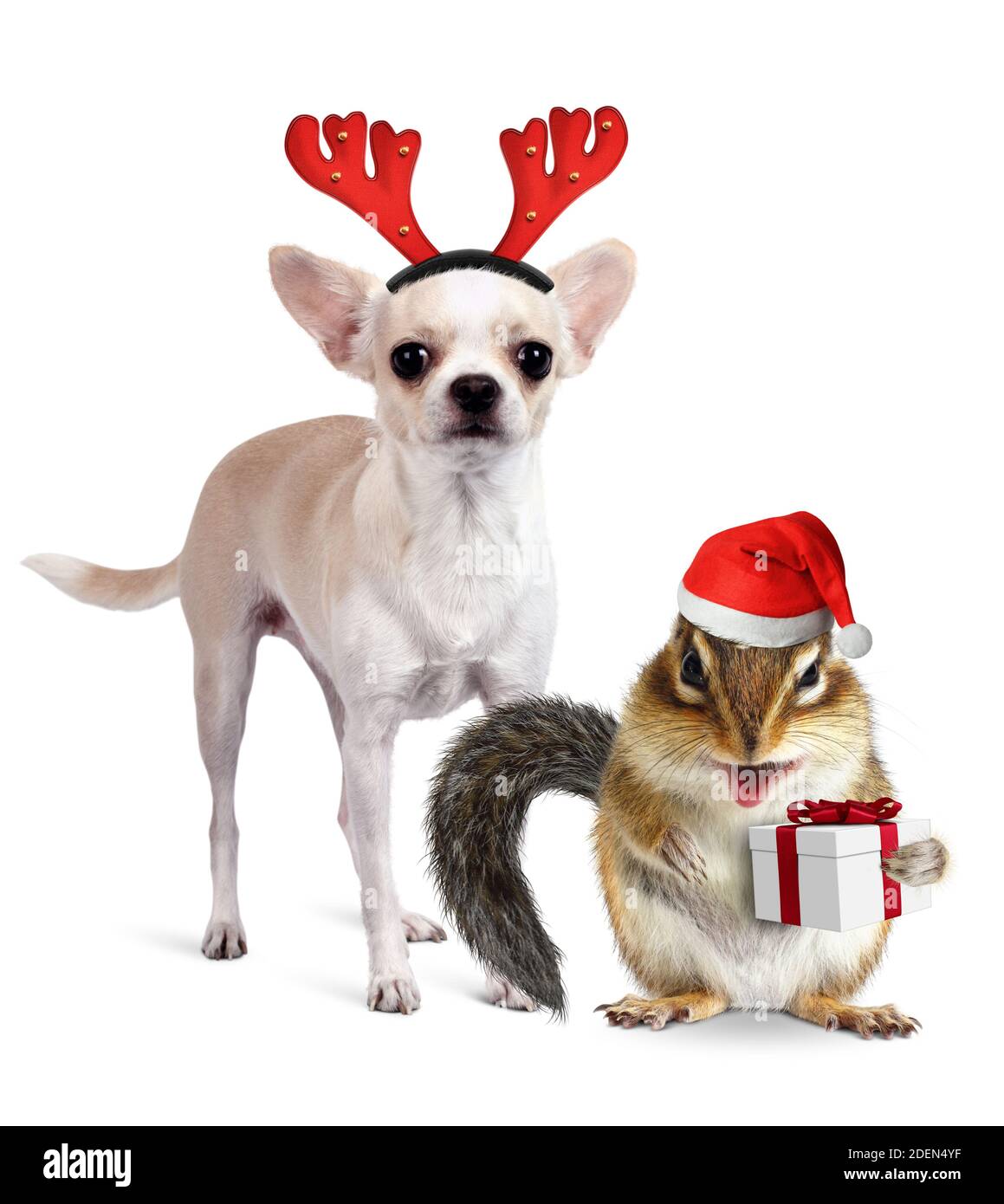 Divertidas mascotas de Navidad, chipmunk con perro como Santa Claus y deerwith regalos Foto de stock