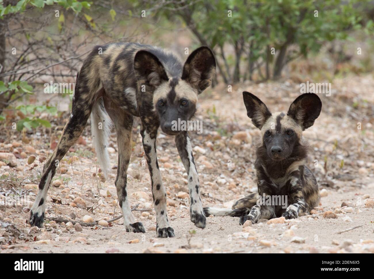 Dos jóvenes perros salvajes africanos cachorros junto a un camino de tierra en el Parque Nacional de Mana Pools, Zimbabwe. También llamados Lobos pintados, son una especie en peligro de extinción. Foto de stock