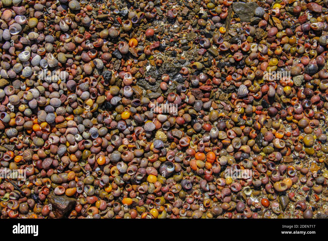 Patrón de caracoles de mar y guijarros Foto de stock