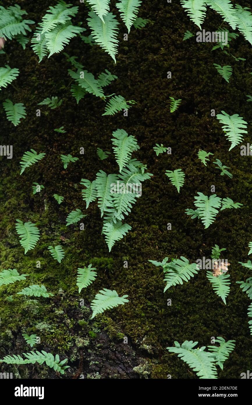 Helechos Epífitos Y Fresco Musgo De Turba Verde, Musgo Sphagnum Crece En El  Bosque En Chiang Mai, Tailandia Fotos, retratos, imágenes y fotografía de  archivo libres de derecho. Image 62503519