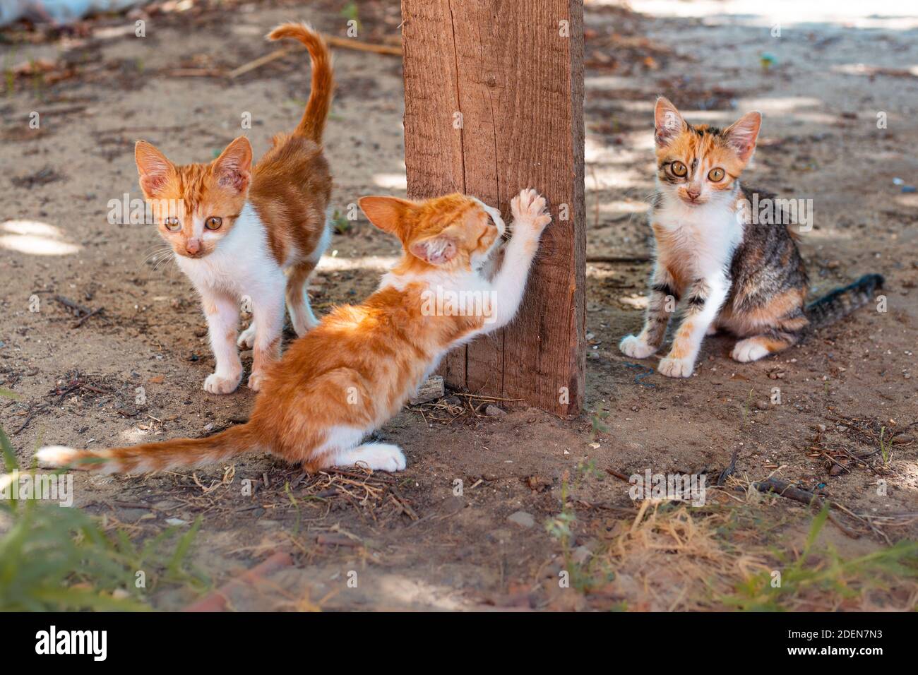 Los gatitos de jengibre poco alegres afila sus garras en una tabla de  madera. Hay mascotas bonitas en la calle Fotografía de stock - Alamy
