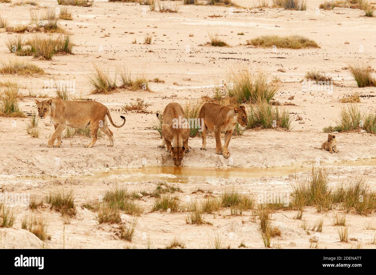 Afrika, Namibia, Región de Kunene, Parque Nacional Etosha, orgullo de león en el pozo Foto de stock