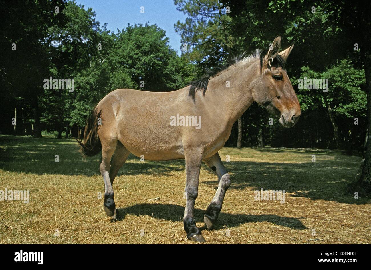 Mula cruce de un burro macho y una hembra de caballo fotografías e imágenes  de alta resolución - Alamy