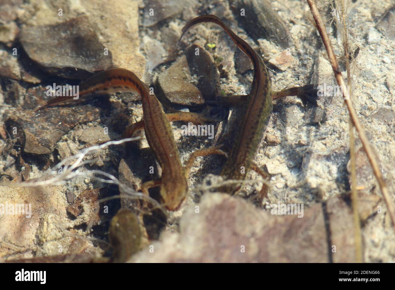 Lissotriton helveticus, Palmate Newt con pies de malla, estos anfibios viven en el agua en gran bretaña para reproducirse. Aquí en una piscina de roca de agua clara o estanque Foto de stock