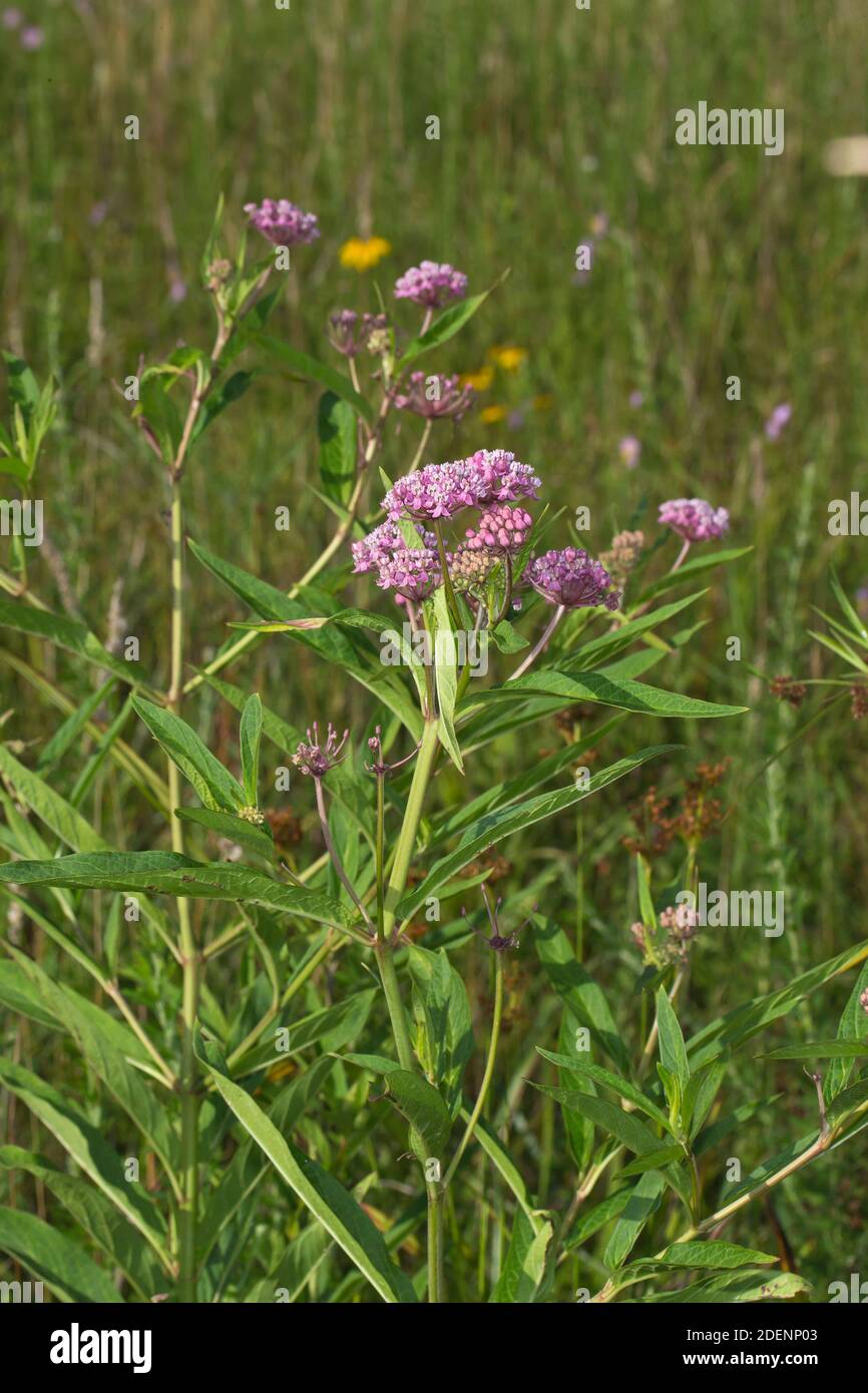 Pantano, Asclepias Asclepias incarnata Foto de stock