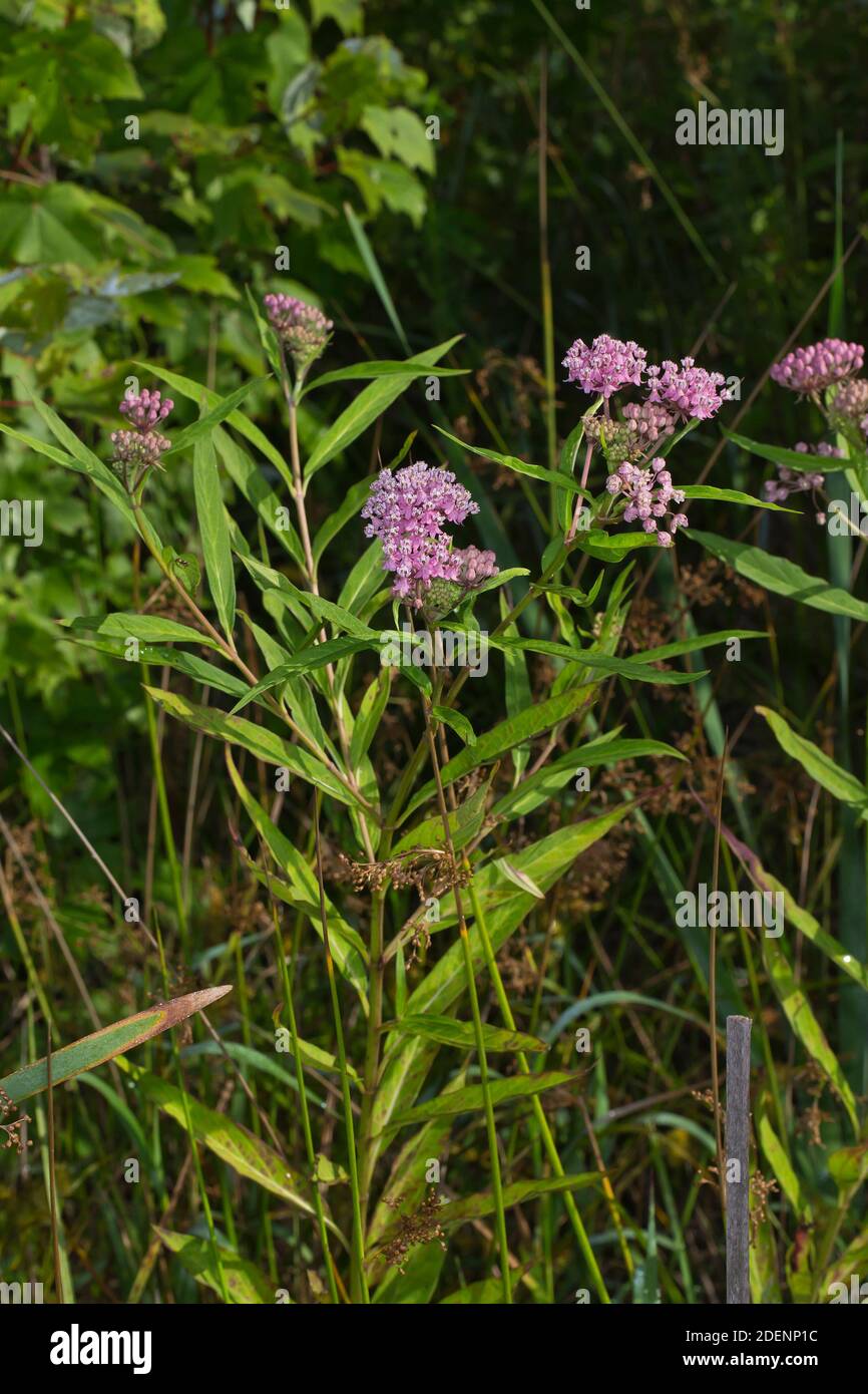 Pantano, Asclepias Asclepias incarnata Foto de stock