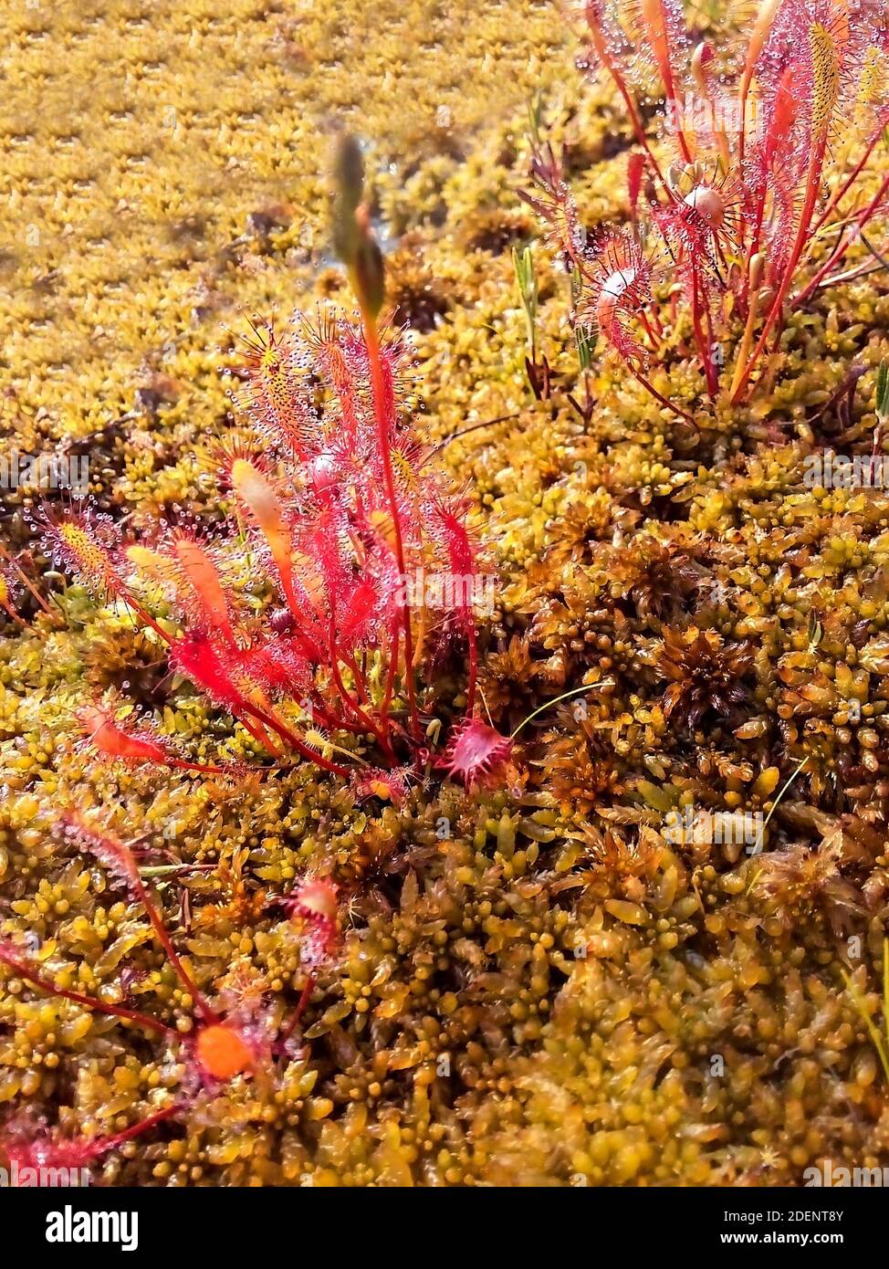 Planta carnívora Drosera anglica, sundew inglés o gran sundew en gotas de rocío que crecen en los pantanos de la taiga septentrional. Primer plano, enfoque selectivo Foto de stock