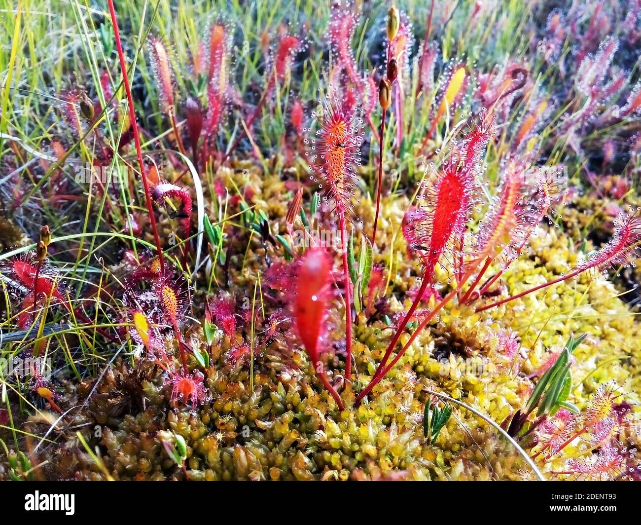 Planta carnívora Drosera anglica, sundew inglés o gran sundew en gotas de rocío que crecen en los pantanos de la taiga septentrional. Primer plano, enfoque selectivo Foto de stock
