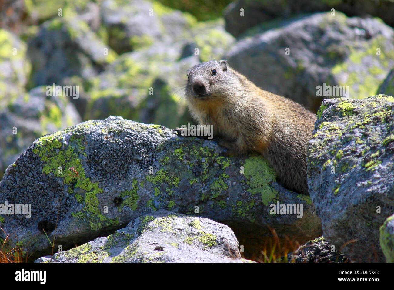 Marmot en el valle de Chocholowska, montañas Tatra, Polonia Foto de stock