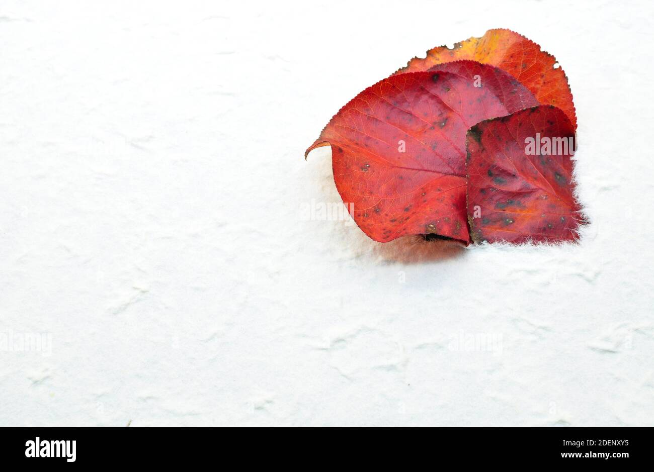 composición otoñal de hojas rojas que salen de un elegante hoja de