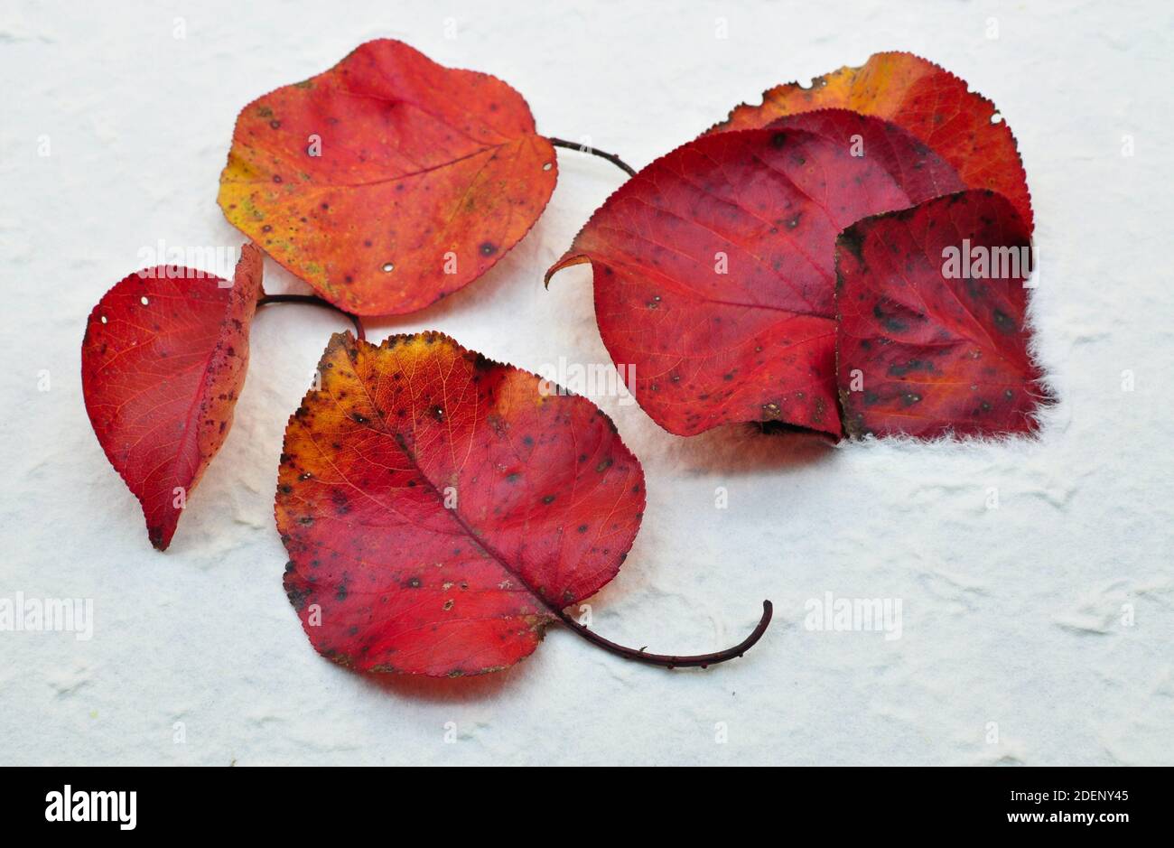 composición otoñal de hojas rojas que salen de un elegante hoja de