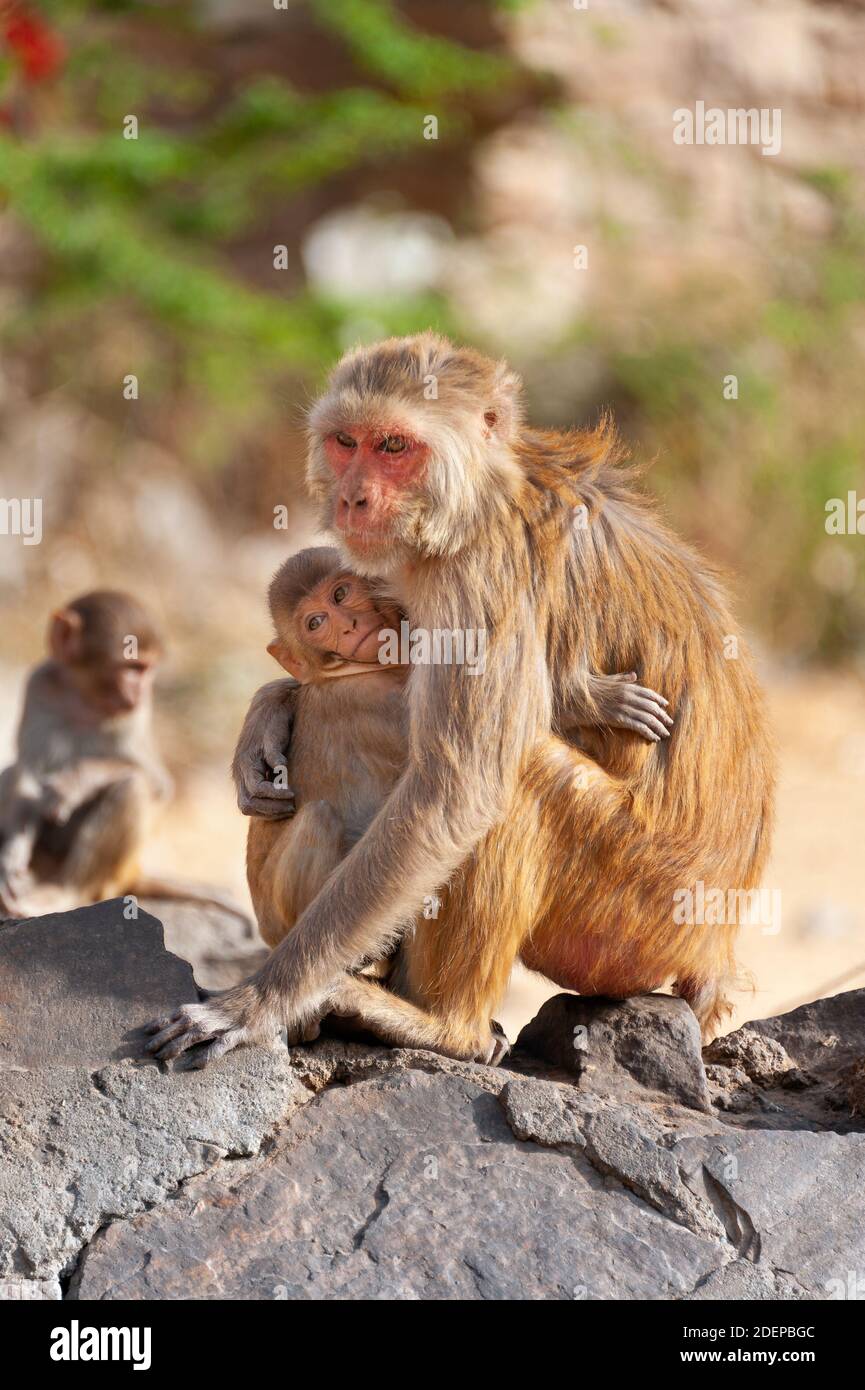Joven mono abrazando fotografías imágenes de alta resolución - Alamy