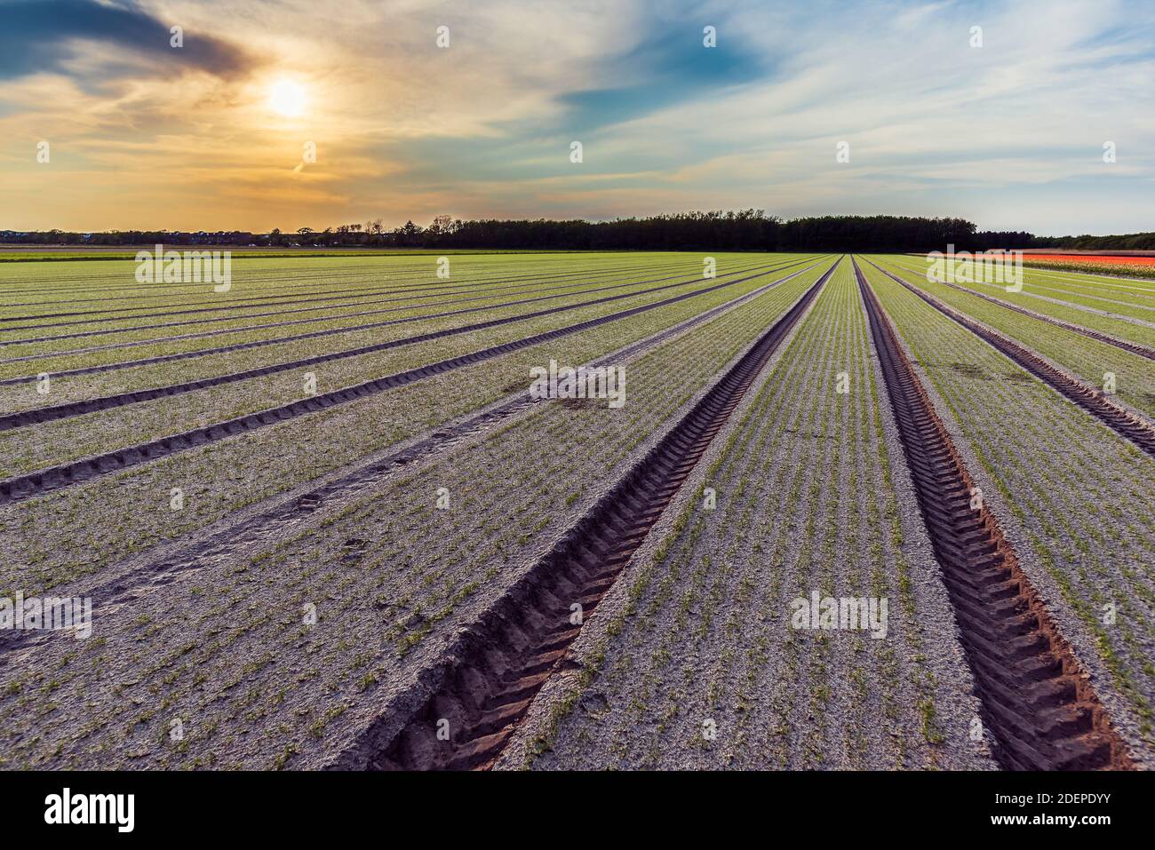 El tractor sigue en el campo donde las plantas están comenzando crecer muestra las líneas perfectas dibujadas con precisión moderna agricultura Foto de stock