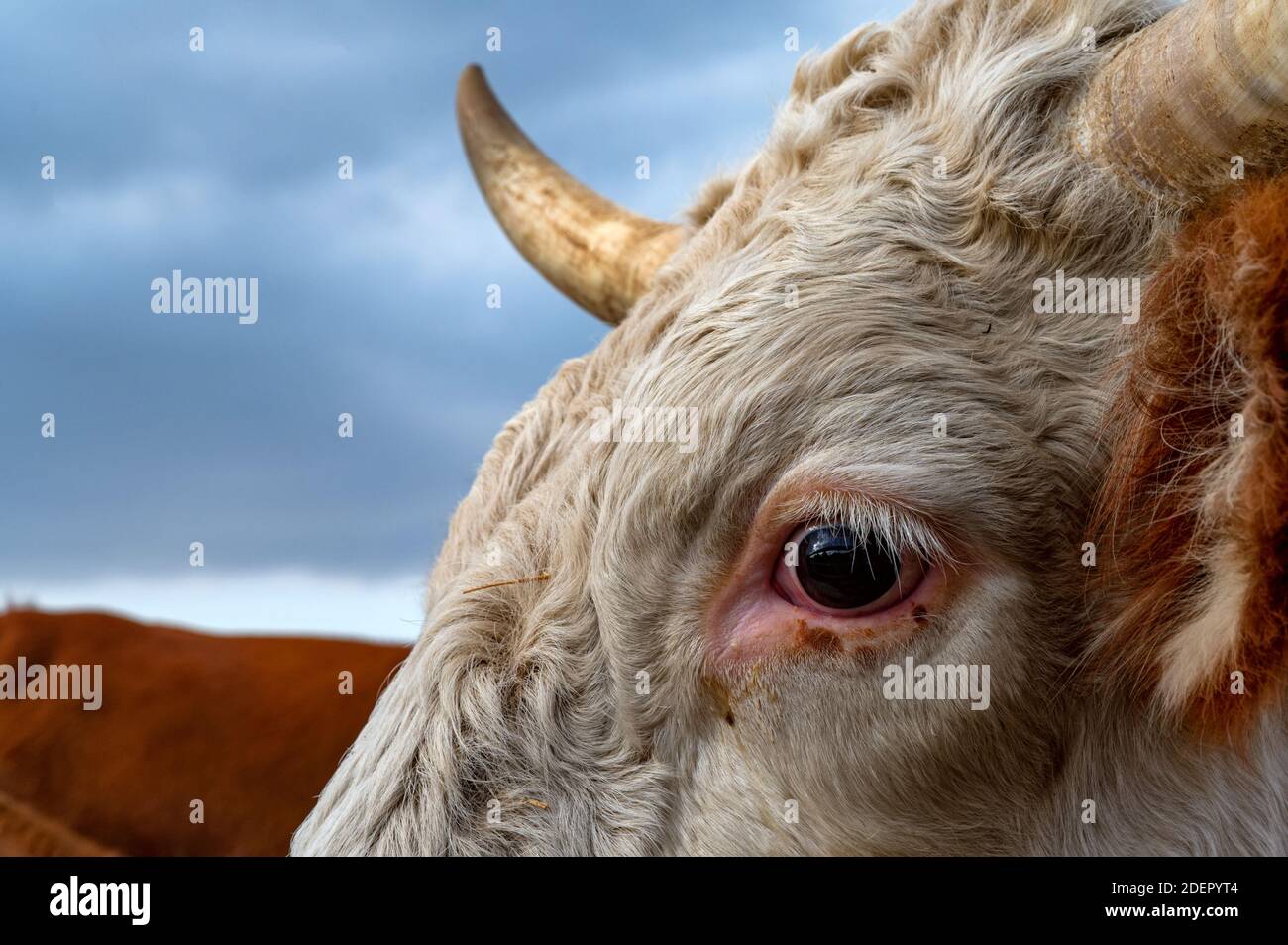 Primer plano de ojo de toro y cuerno en las tierras de cultivo en verano  con el cielo nublado de fondo Fotografía de stock - Alamy