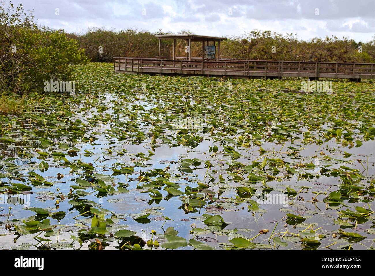 Paseo marítimo sobre los humedales, muelle de agua, nenúfares amarillos, naturaleza, camino de Anhinga, Parque Nacional Everglades, Florida, Flamingo, FL Foto de stock