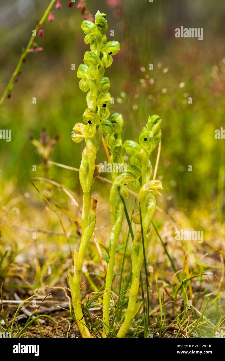 Una orquídea australiana endémica conocida como Black-Tip Greenhood (Pterostylis bicolor). Foto de stock