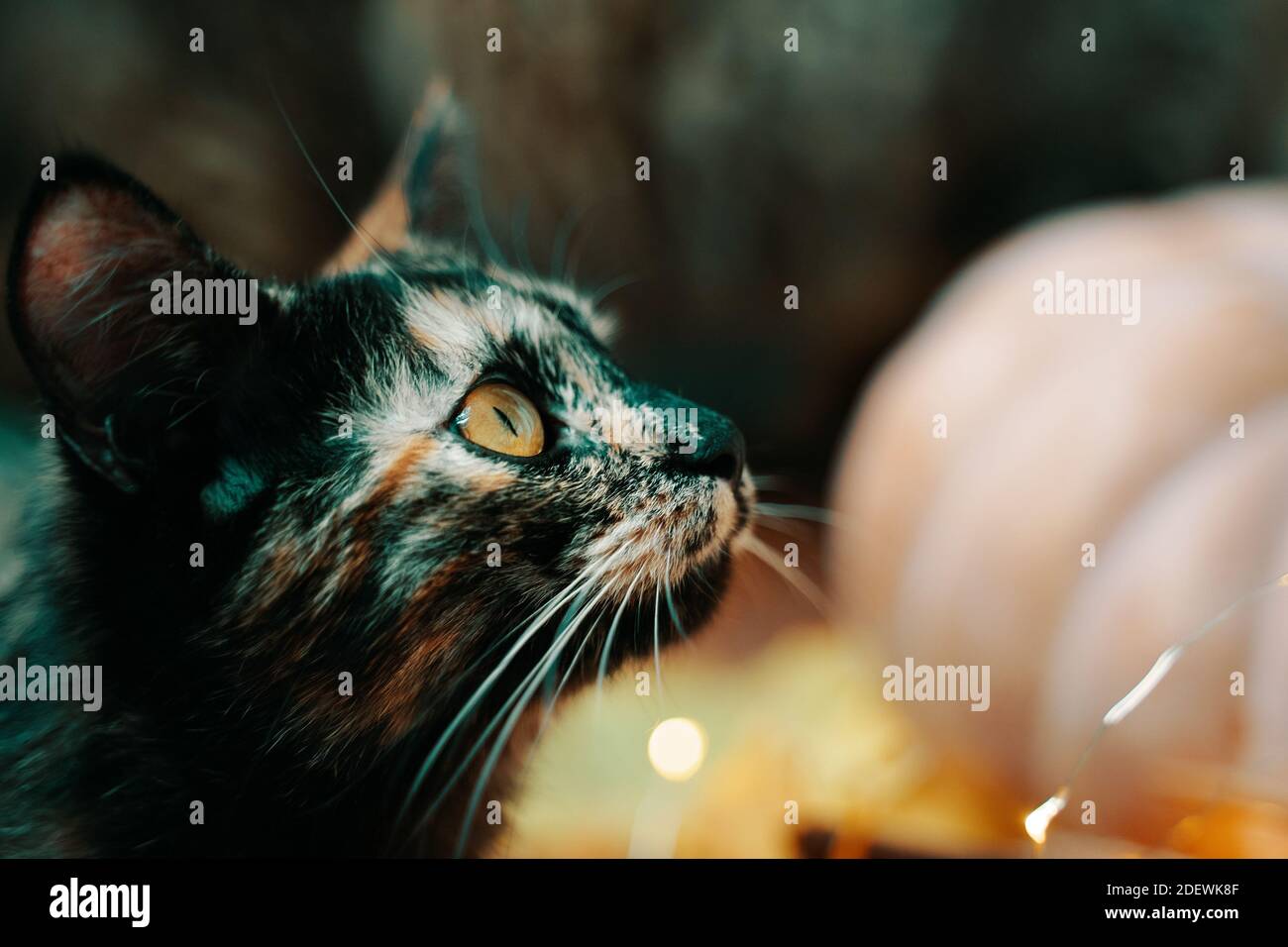 Lindo gato curioso mira hacia arriba. Sobre el fondo de una gran calabaza naranja madura y las luces de las guirnaldas. Foto de stock