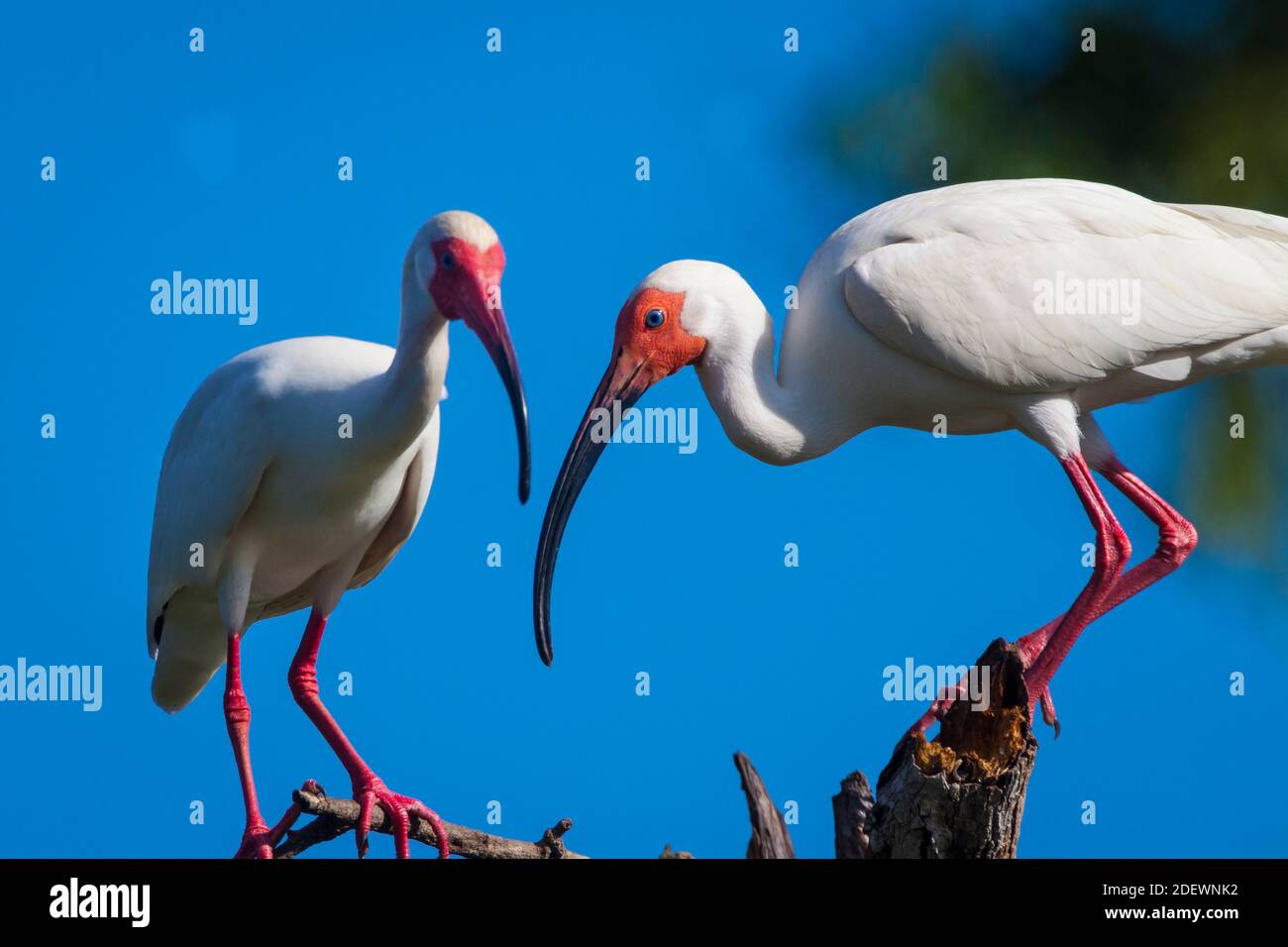 Ibis Blanco, Eudocimus albus, en Quebro en la provincia de Veraguas, República de Panamá. Foto de stock