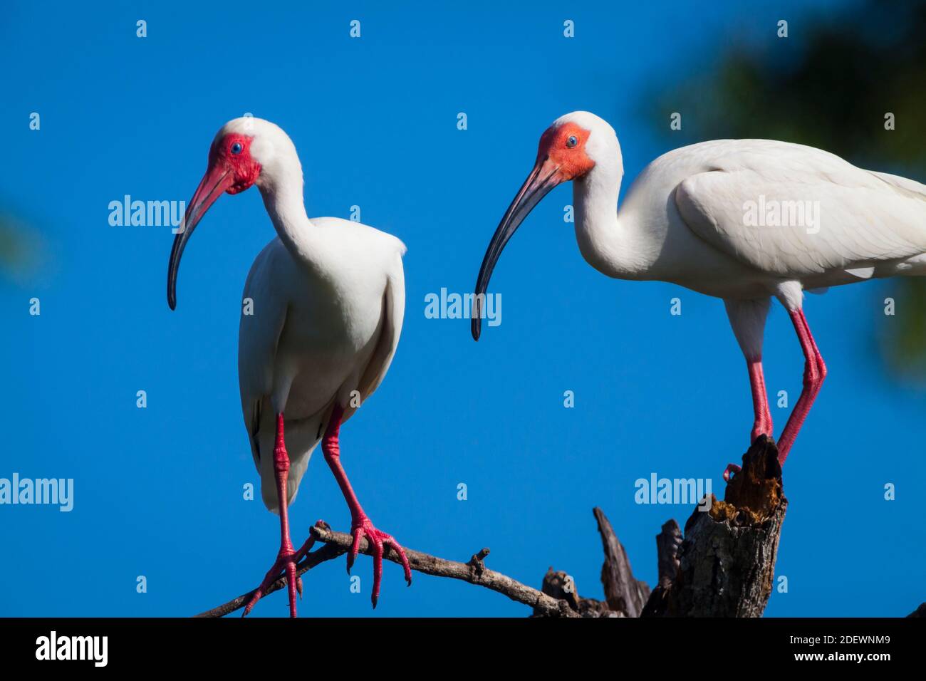 Ibis Blanco, Eudocimus albus, en Quebro en la provincia de Veraguas, República de Panamá. Foto de stock