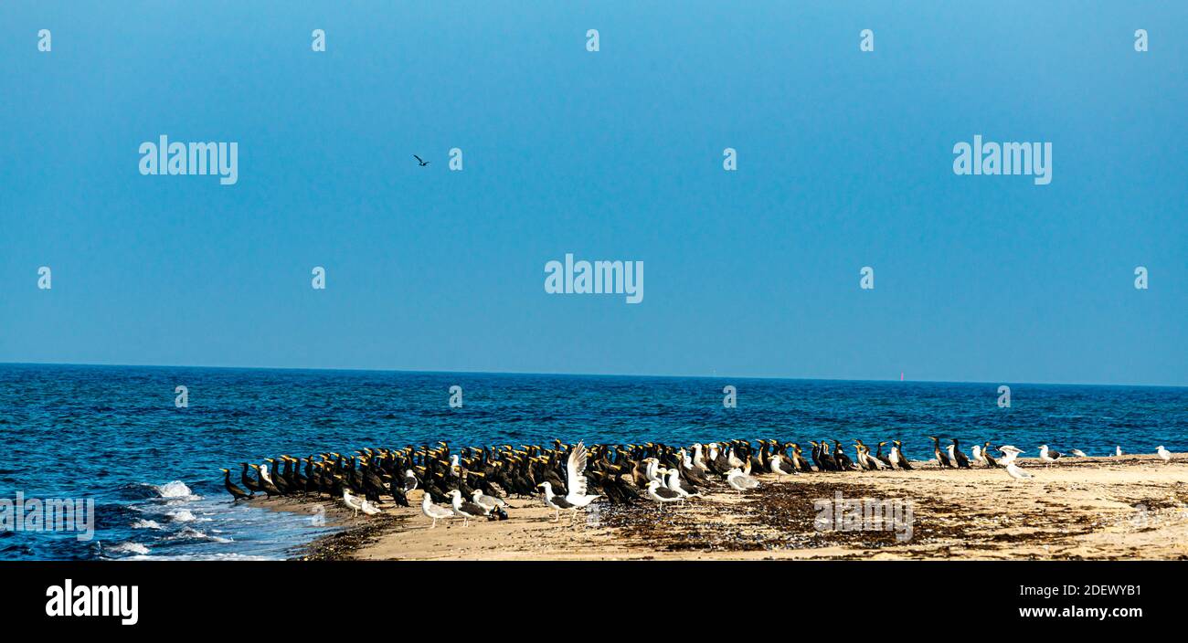 Gaviotas en una playa fotografías e imágenes de alta resolución - Alamy