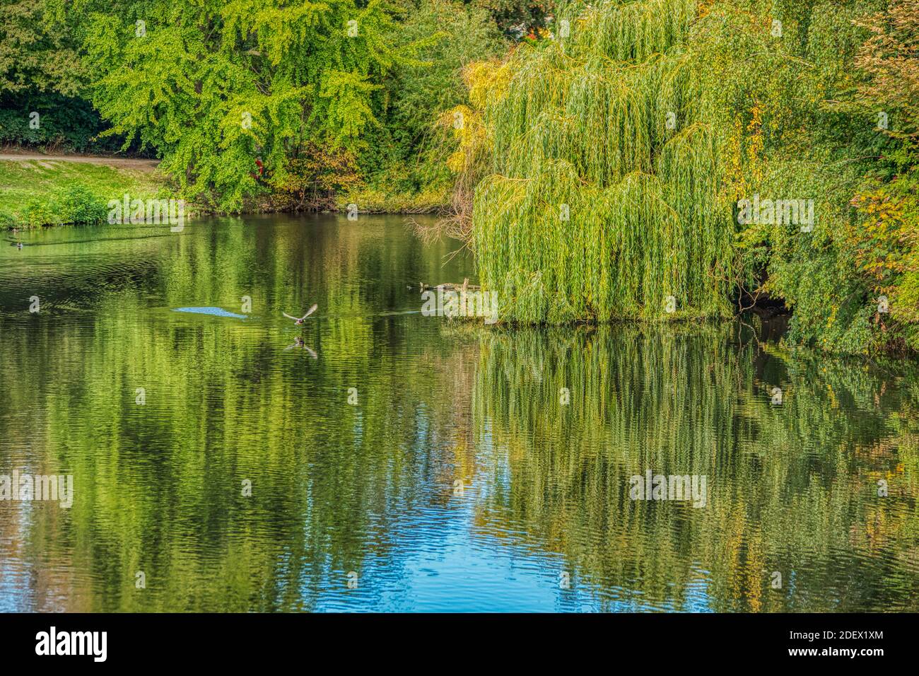 Un pato que se deshace de un estanque entre los árboles que se reflejan en el agua. Un pájaro volando sobre un lago en Orstedsparken transmite el concepto de libertad y libertad Foto de stock