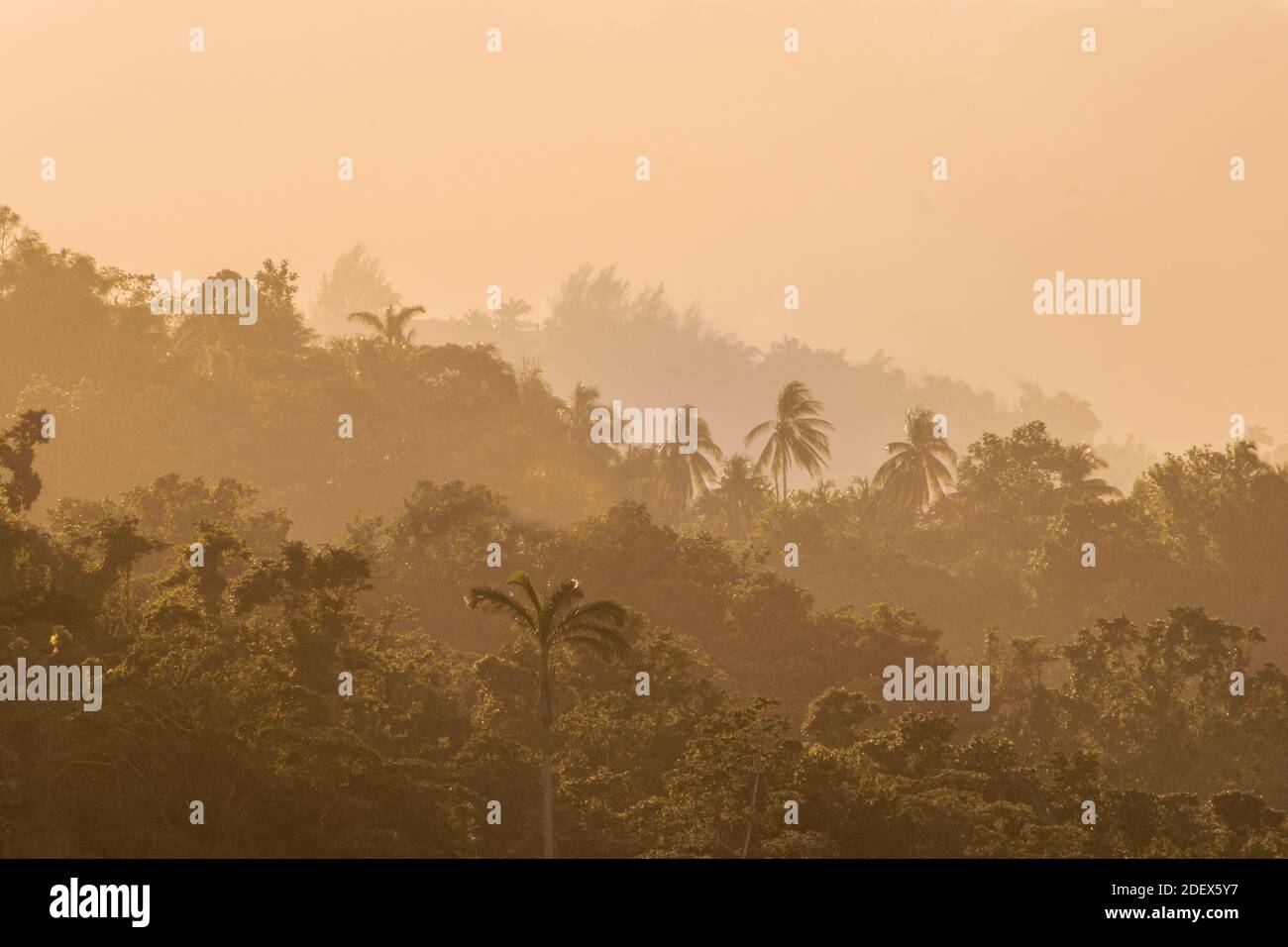Geografía / viajes, Jamaica, exuberante selva tropical y niebla en las estribaciones de las Montañas Azules, Derechos adicionales-Clearance-Info-no-disponible Foto de stock