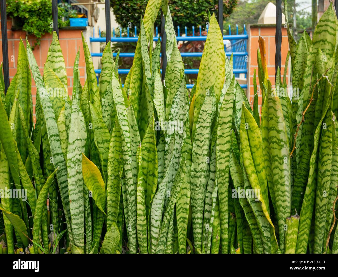 Dracaena trifasciata, comúnmente conocida como la planta de la serpiente,  la espada de San Jorge, la lengua de la suegra y el arco de Viper Hemp  Fotografía de stock - Alamy