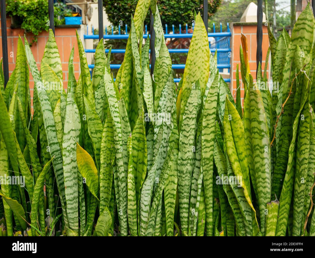 Dracaena trifasciata, comúnmente conocida como la planta de la serpiente, la  espada de San Jorge, la lengua de la suegra y el arco de Viper Hemp  Fotografía de stock - Alamy