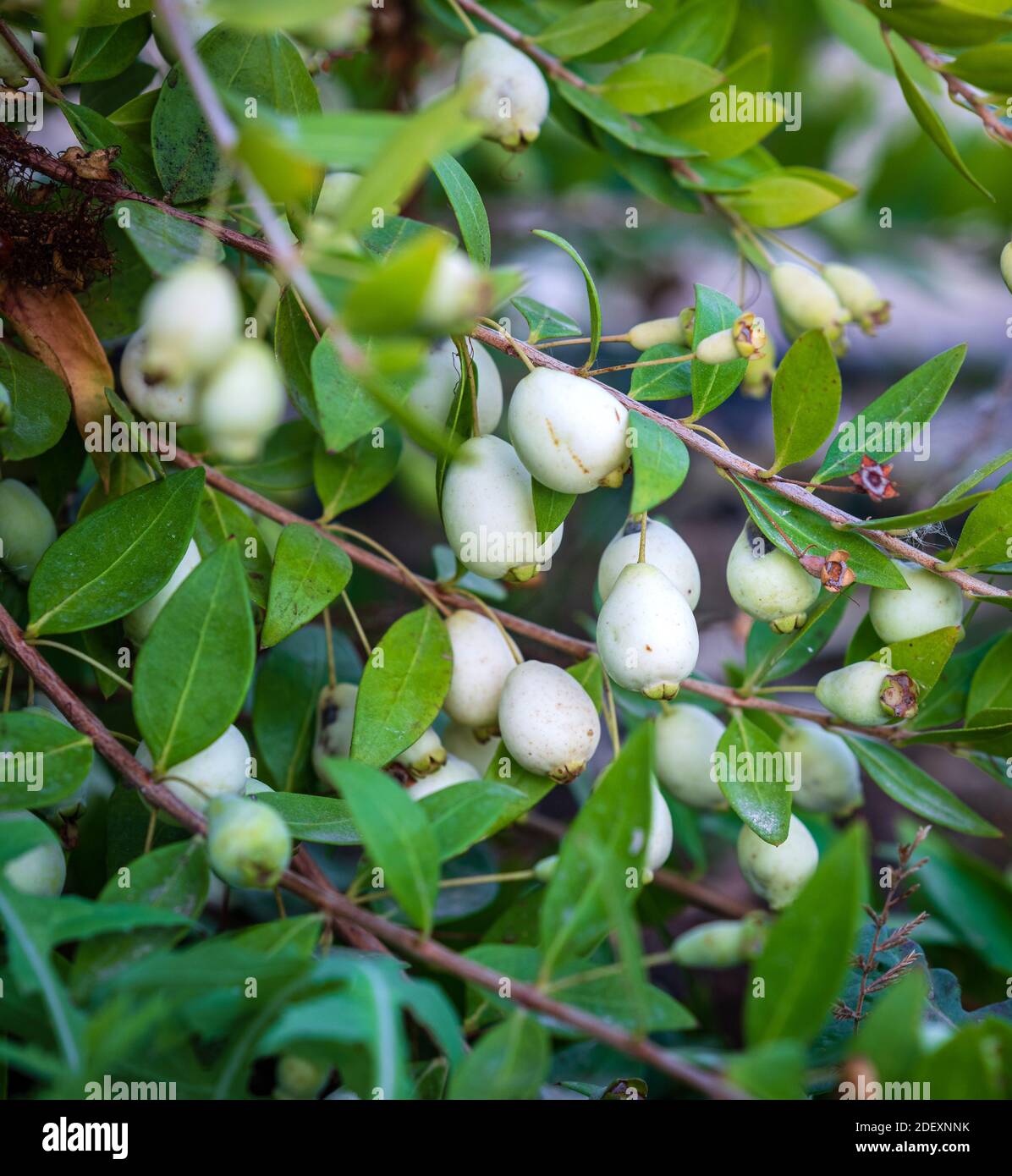 Arboles aromaticos fotografías e imágenes de alta resolución - Alamy