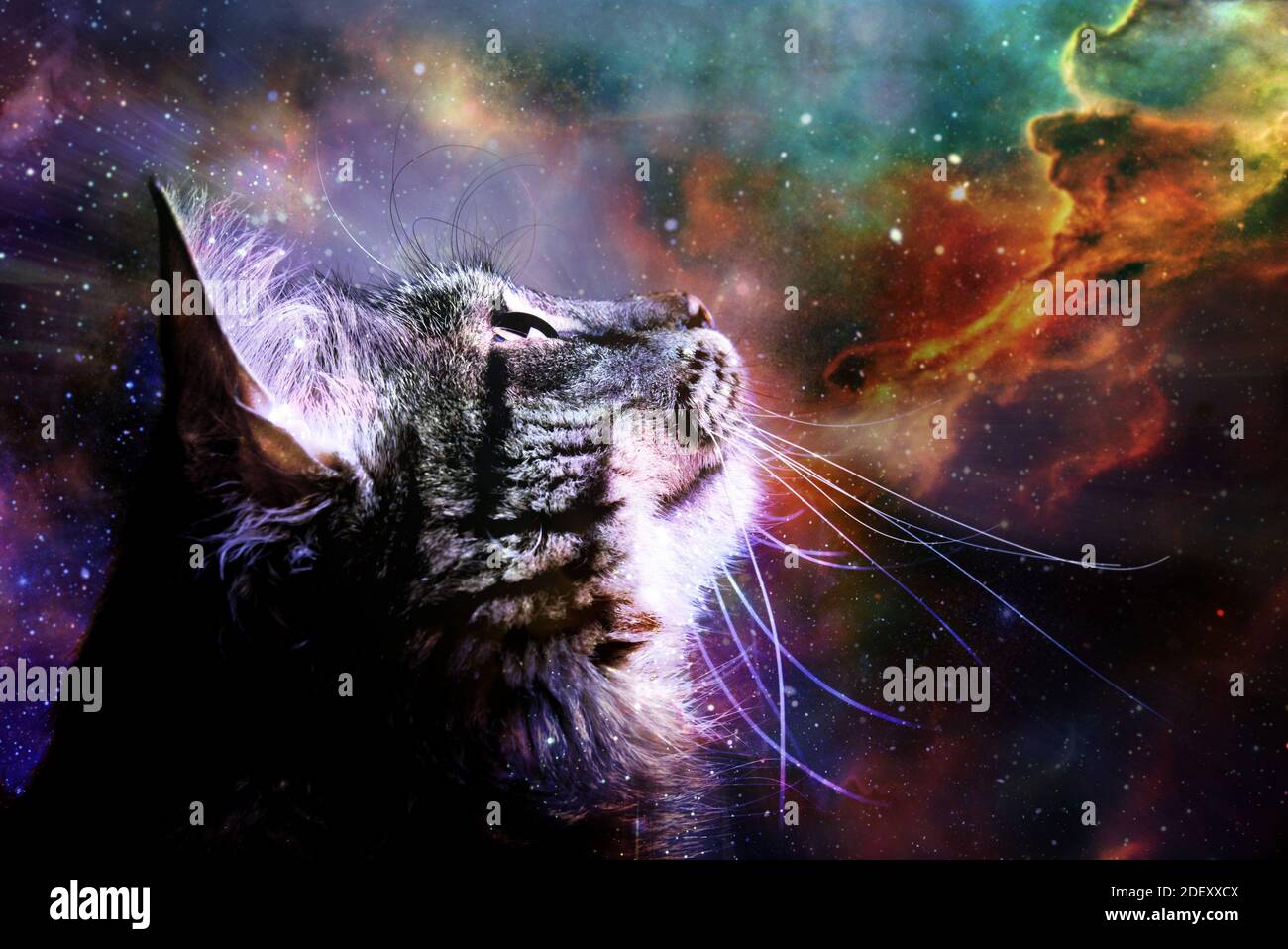 gato mirando el universo Fotografía de stock - Alamy