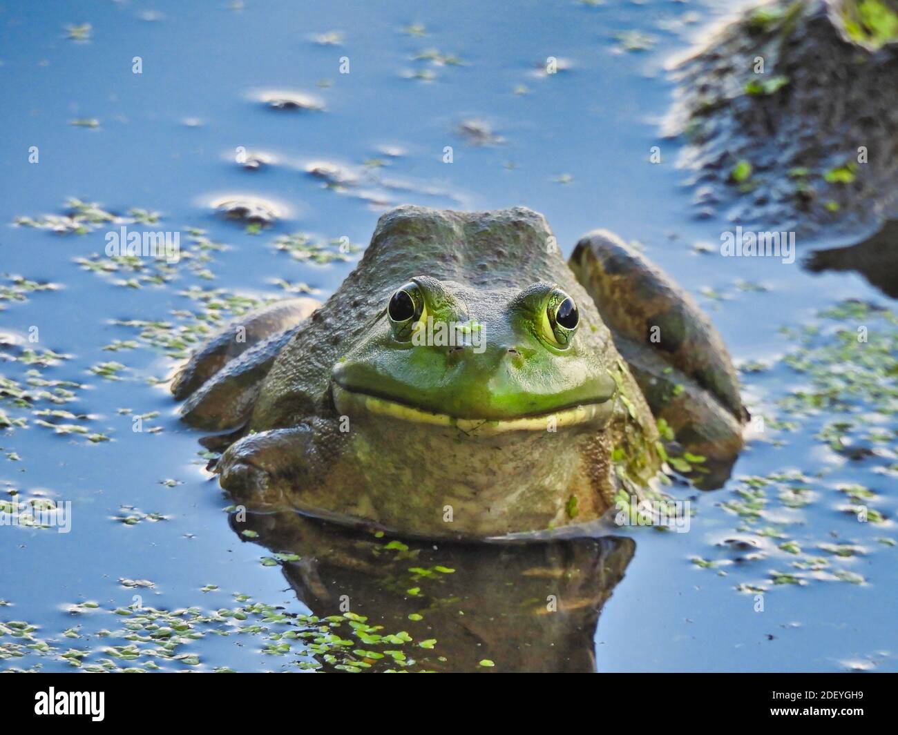 Bullfrog se encuentra en Algae Pond con Mud Pile en el fondo Reptil con cabeza verde brillante y cuerpo oscuro Foto de stock