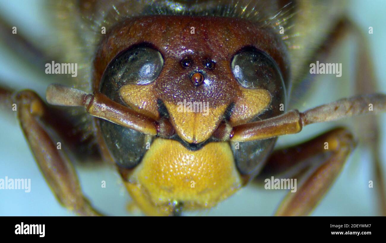 Macro fotografía de la cabeza de un cuerno - vespa crabro. Ojos compuestos, ocelli y antena Foto de stock