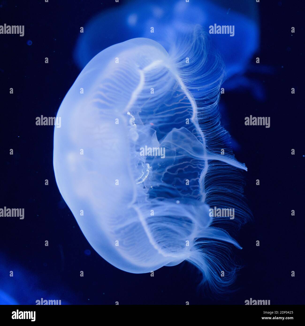 Medusas de luna brillante azul delante de un fondo negro. Foto de stock