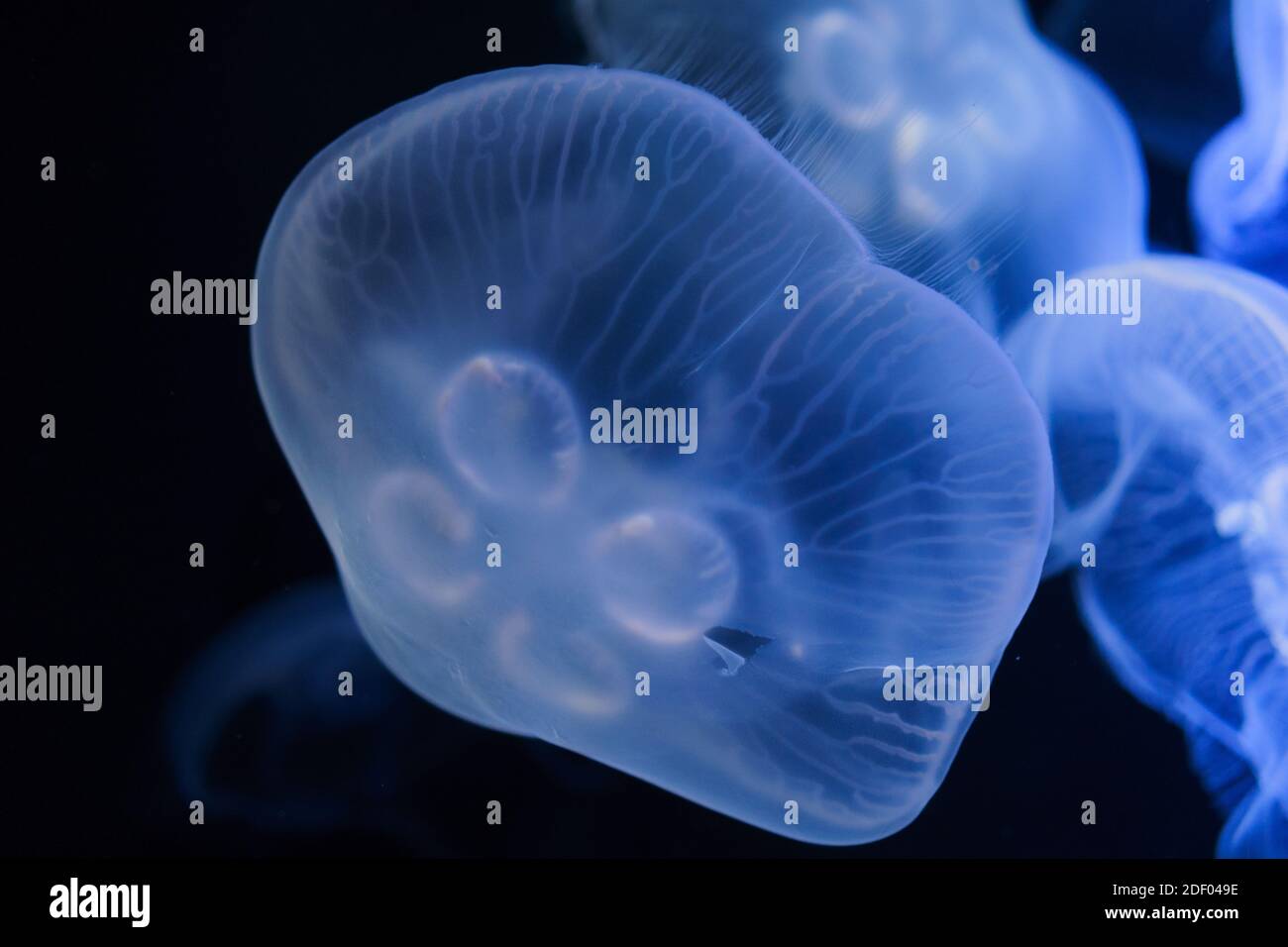 Hiere, azul brillante medusa de luna delante de un fondo negro. Foto de stock