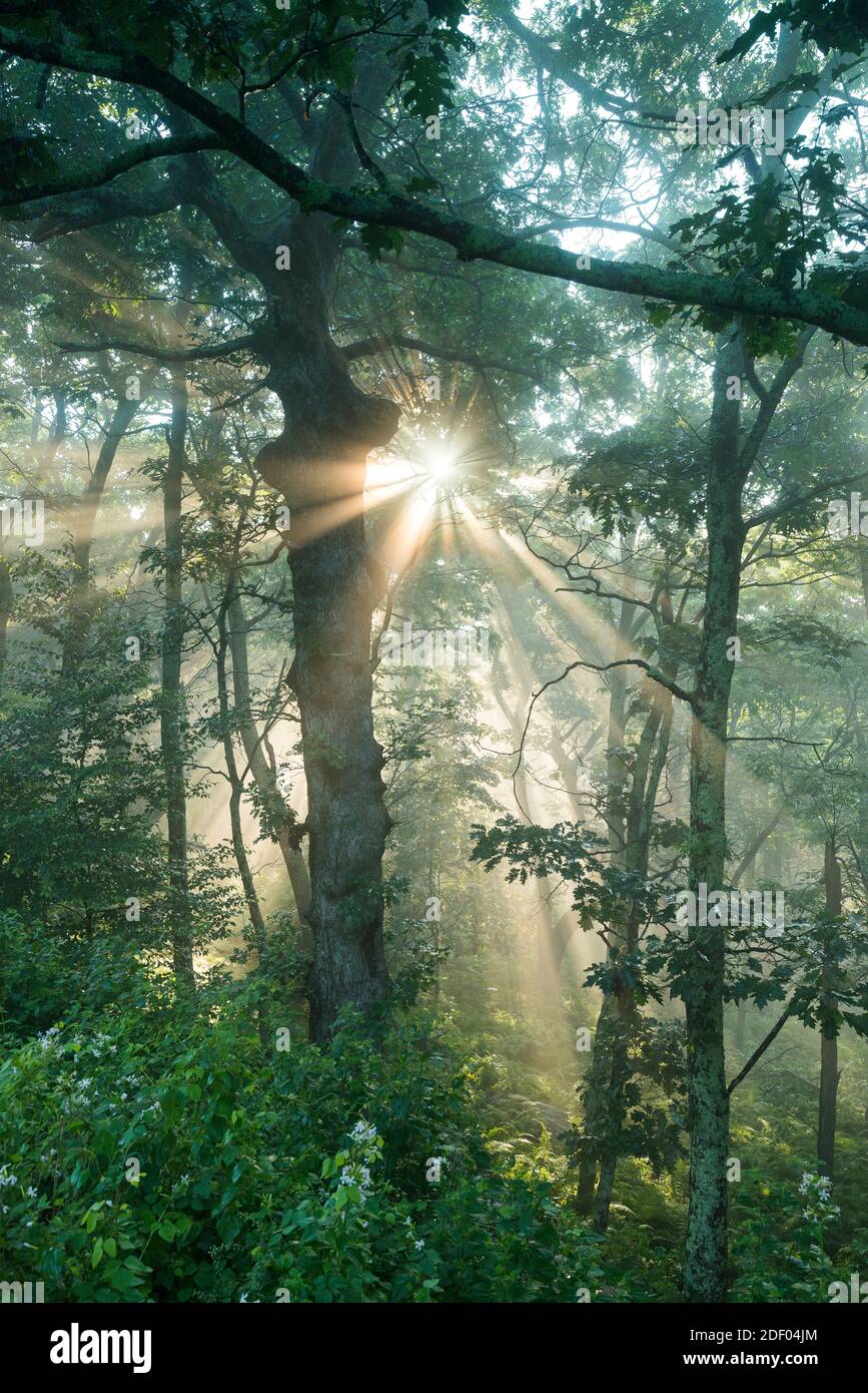El amanecer se filtra a través de la niebla de la mañana temprano en el bosque a lo largo de Skyline Drive, parte del Parque Nacional Shenandoah en Virginia. Foto de stock