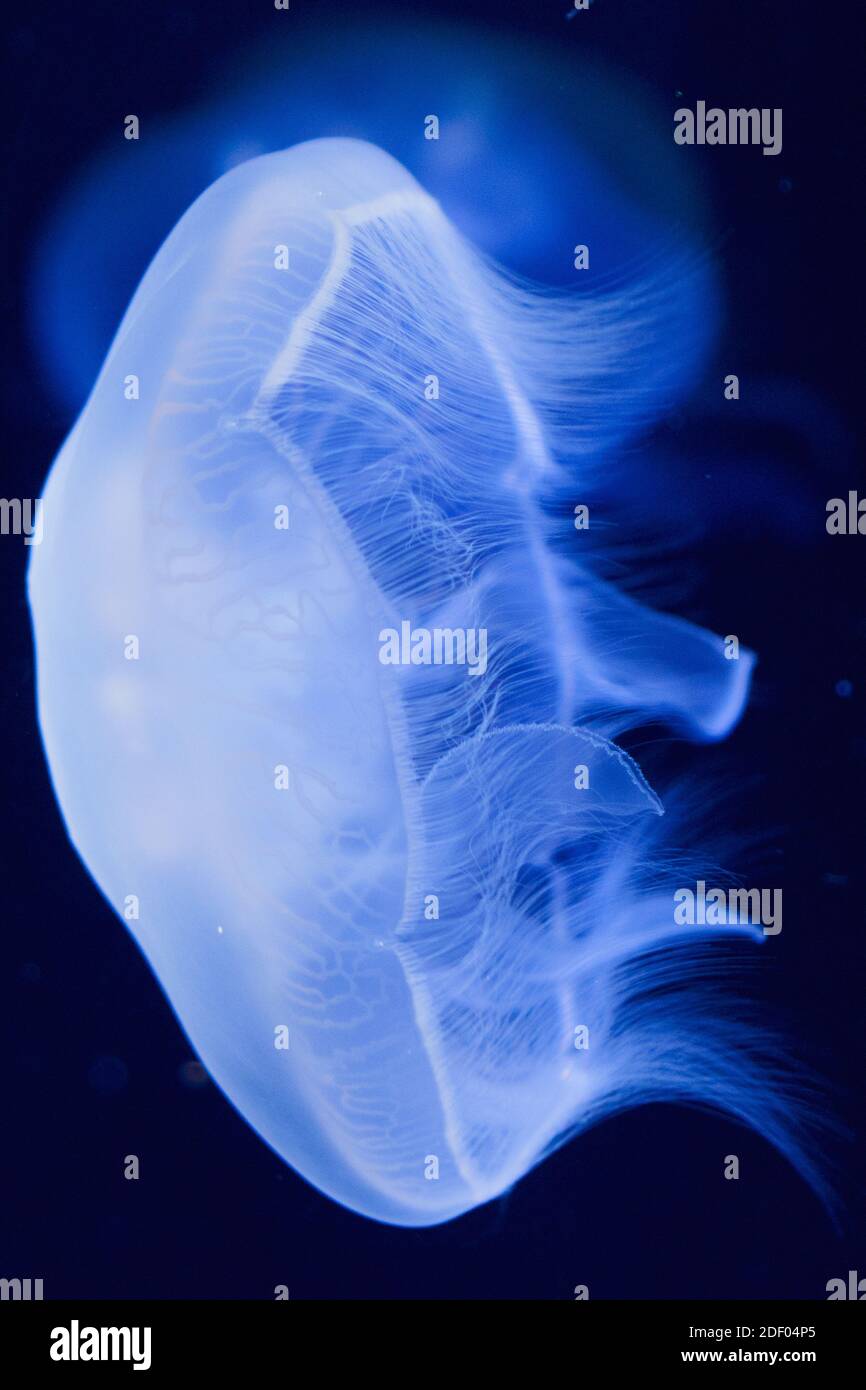 Medusas de luna brillante azul delante de un fondo negro. Foto de stock