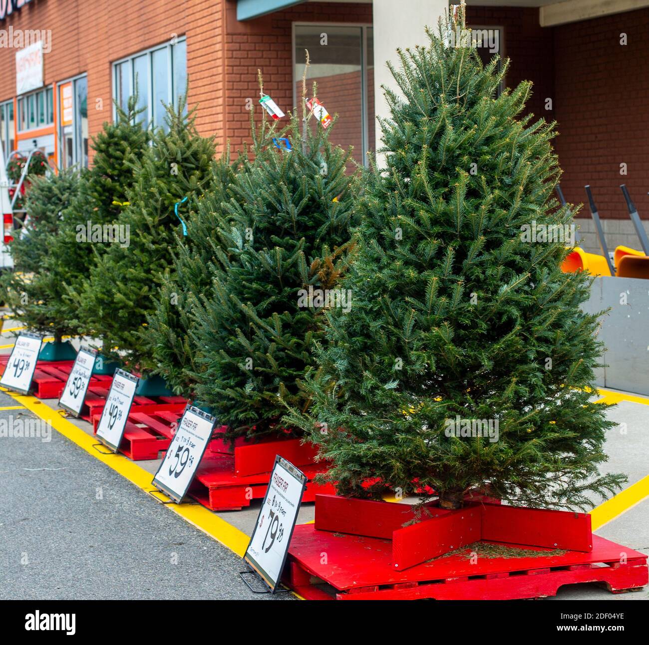 Árboles de Navidad en venta en un Home Depot en Nuevo Jersey Fotografía de  stock - Alamy
