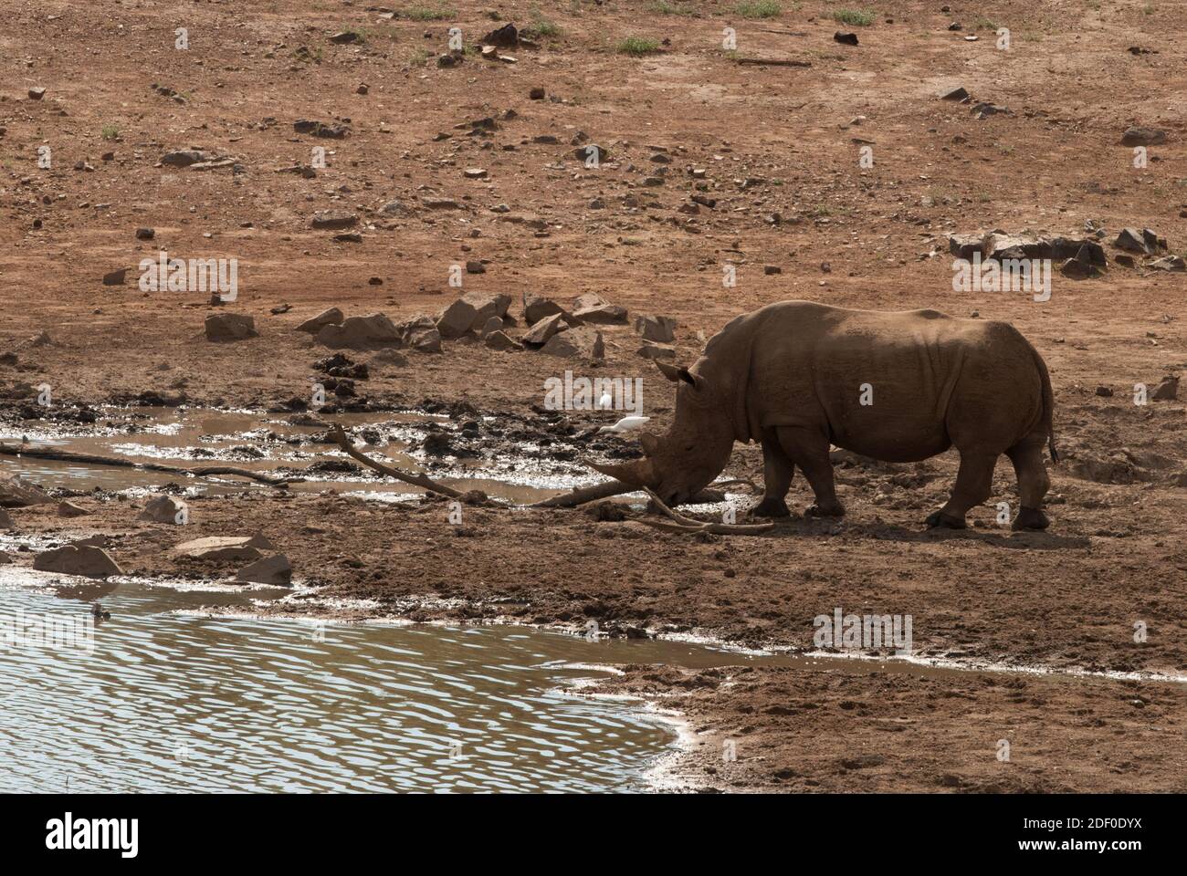 Un rinoceronte en el parque nacional de Pilanesberg en Sudáfrica, en un pozo de agua Foto de stock