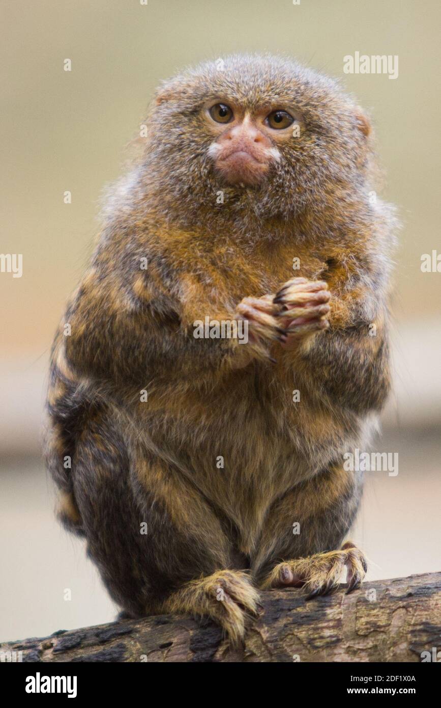 Ouistiti Pygmee Fotos E Imagenes De Stock Alamy
